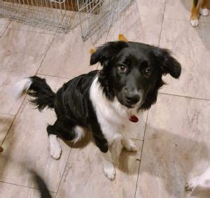foal farm dogs for rehoming.